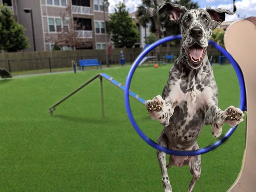 Dog’s Hoop Jump